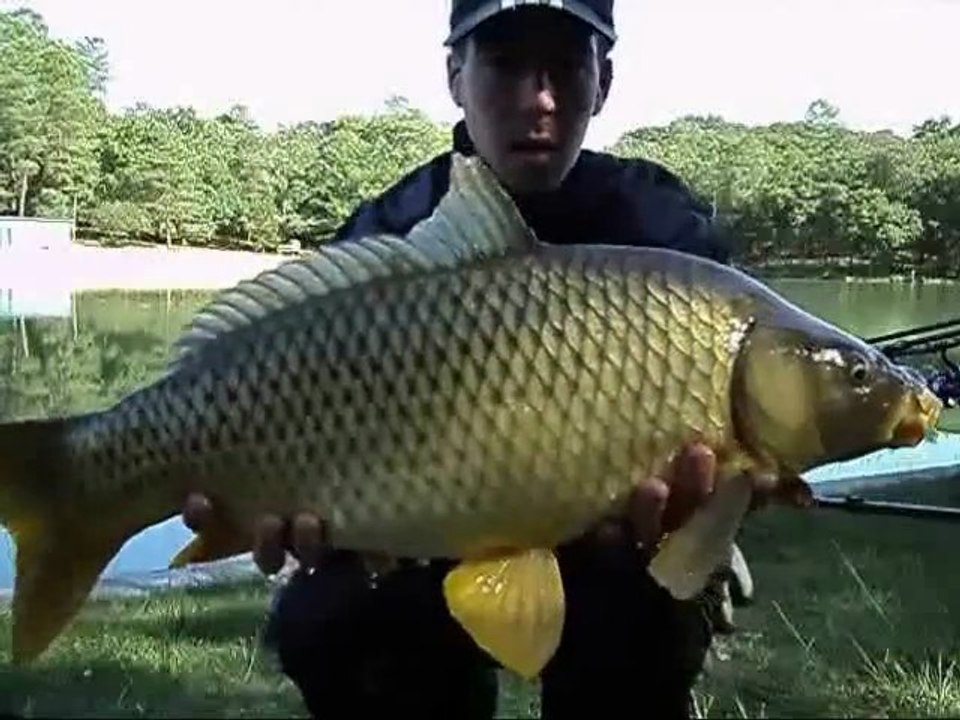 Session carpe, départs en live, amorçage bait rocket, remise à l'eau