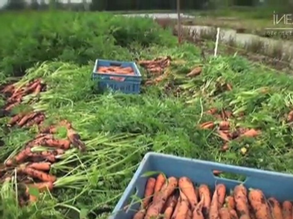 Fruits frais - Tilques - Pas de Calais