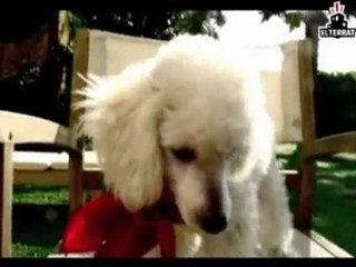 "VAMOSS" by Andreu Buenafuente