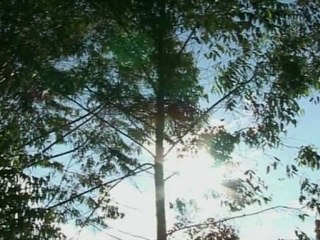 Kenya's Nobel peace laureate Wangari Maathai dies