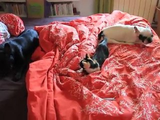les fauves ds le lit (2)26-09-2011