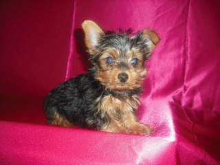puppies for sale in miami 305 485-1010  www.qualitydoggiesinc.com