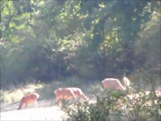 Szarvasbikák (rossz felvételek) / Red stags (crappy recording)
