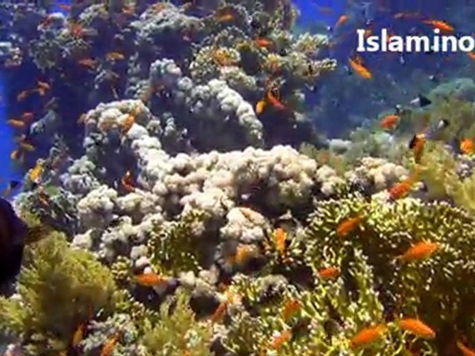 Sura Ya-Sin - سورة يس by Abdorrazzaq Addolaimi