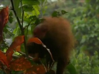 Docu_Arte_Luxuriante Amazonie - Le secret de la diversité_Lun 31 janv 2011