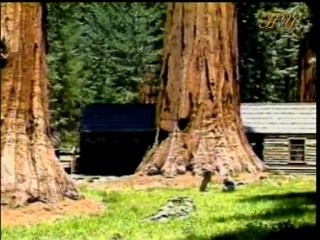 Harun Yahya TV - The pressure tanks in trees