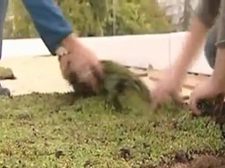 VERTIGE, mise en oeuvre d'une toiture végétalisée