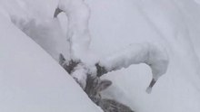 Survivre, Animaux des Alpes en hiver
