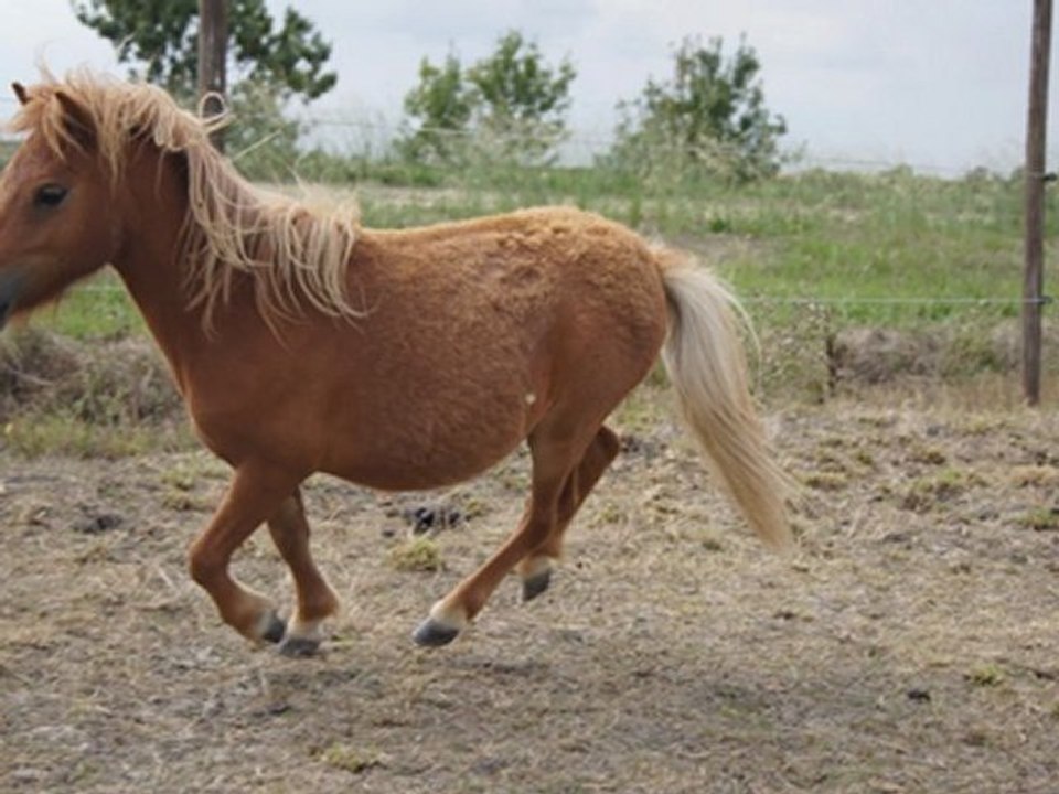 Athos , Appolon, Volcan
