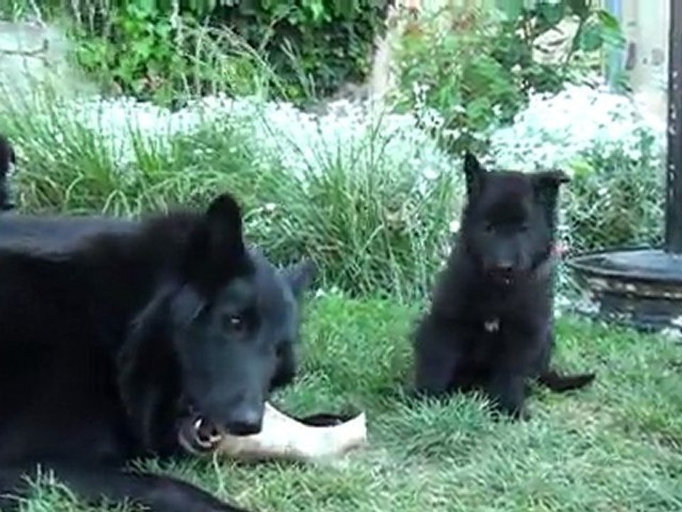 les chiots