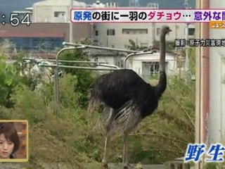 20110927ふくいちとダチョウ1