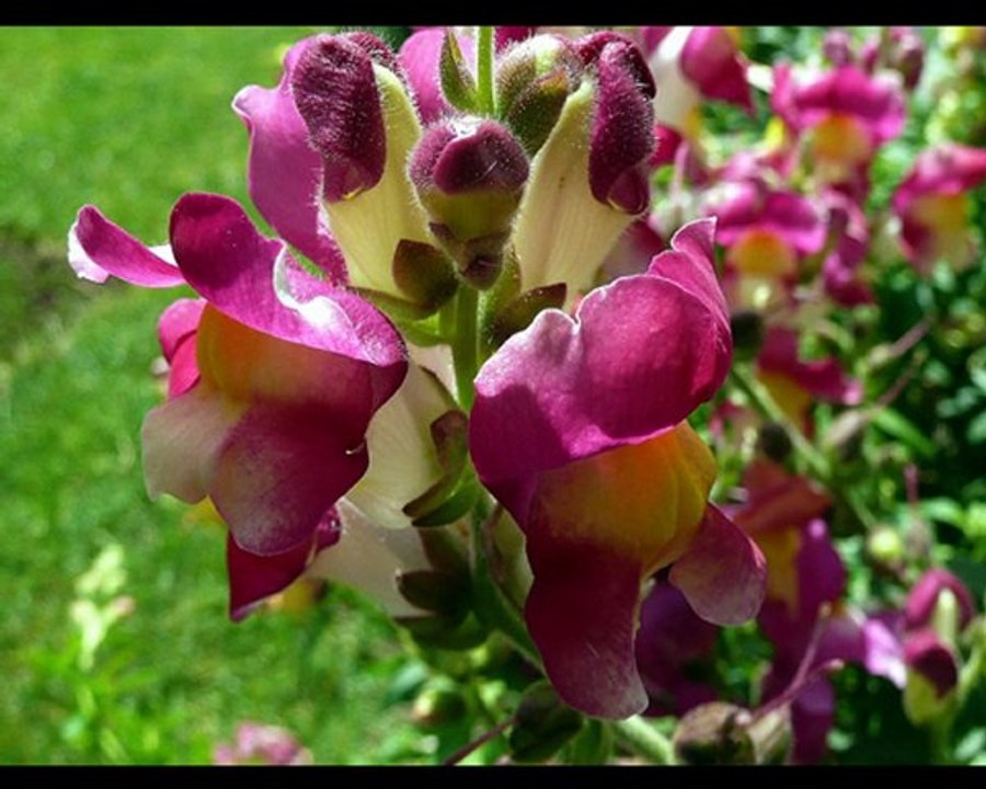 Un jardin enchanteur.