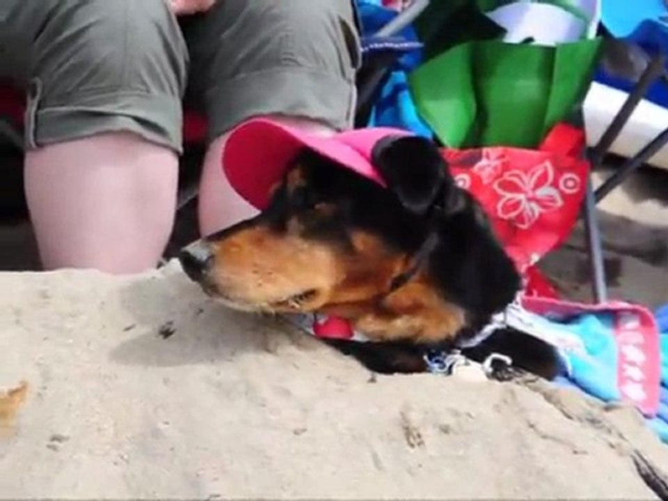 Surfe animal