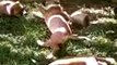 6ème portée de chiots staffordshire bull terrier à staffordland