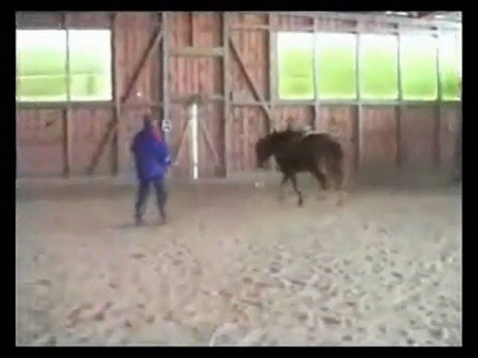 Korrektur Haflinger-Quarter von Peter Rellstab