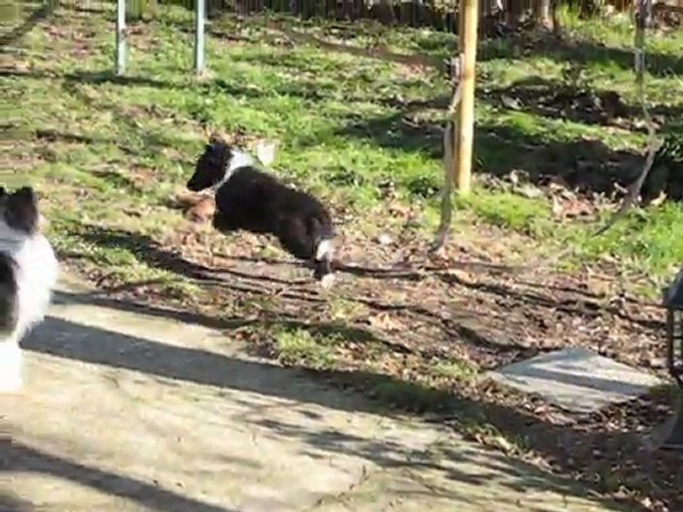 First chiot peu de temps après son arrivée.
