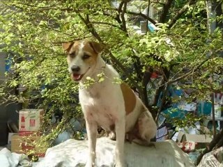 THAILANDE BANGKOk la vie sous les autoroutes