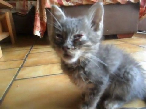 Grisou - chaton d'un mois atteint de coryza avec ulcération conjonctivale