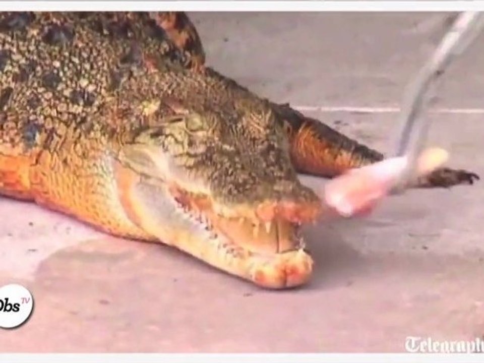 Zapping décalé : le mystère du crocodile qui devient orange