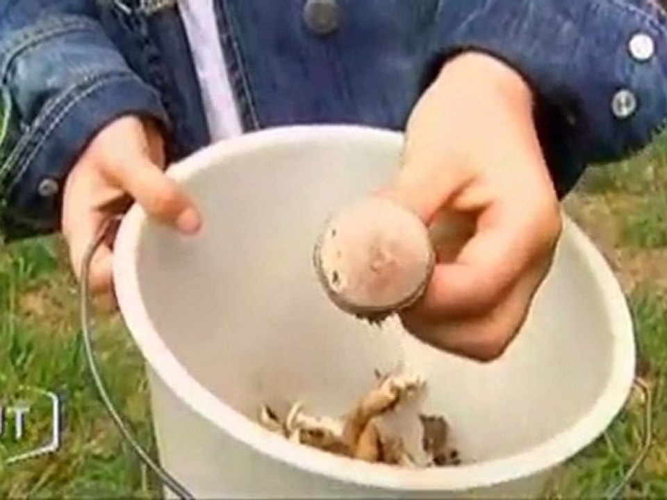 Cueillette de champignon à Aizenay