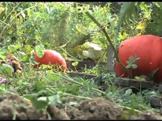 Les nouveaux jardins partagés de Poisy