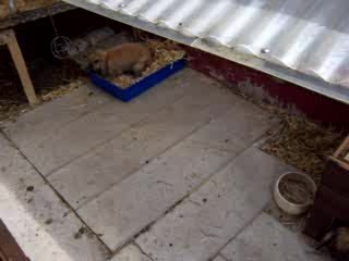 Fütterung der Raubtiere