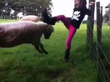 Une petite fille embête un mouton et le regrette rapidement...