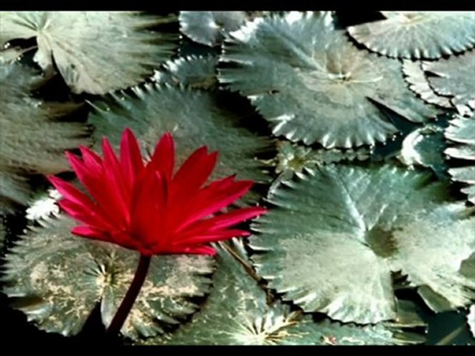 Oy Dılamın ..! farklı yorum super ses.