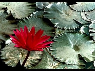 Oy Dılamın ..! farklı yorum super ses.