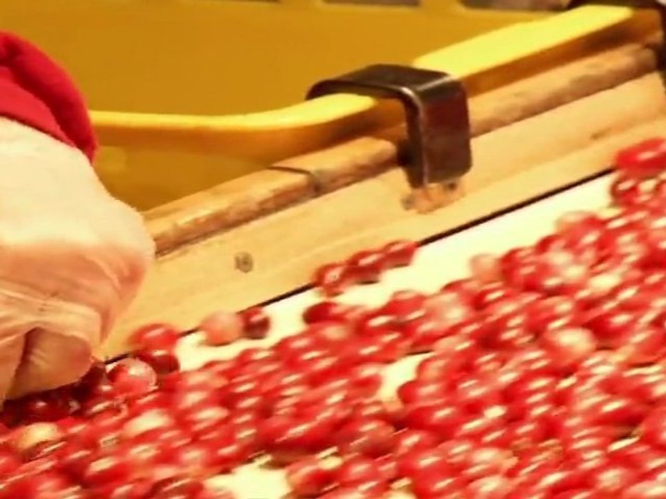 Fresh Cranberries -  Habelman Fresh Cranberry Family Farm part 3