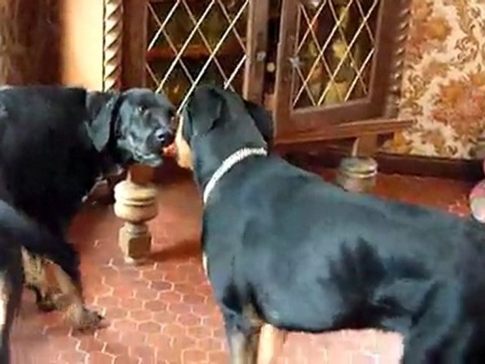 Neeko partage son pouic-pouic avec son copain Symi