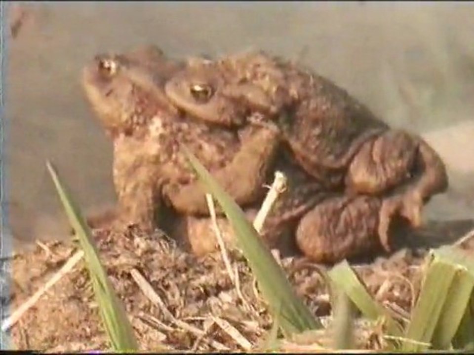 Bufo Bufo il rospo comune video amatoriale di Clarari Luciano