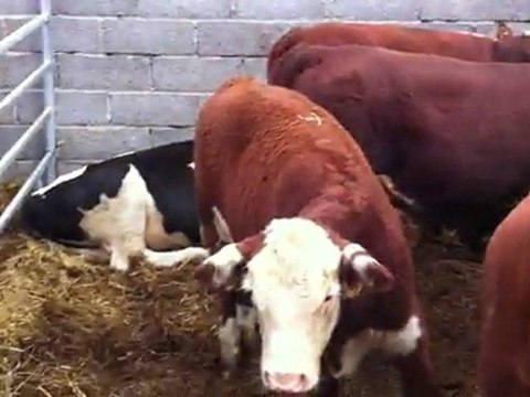 LİTVANYADAN HOLSTEİN GEBE DÜVE TEL: 0546 851 6657