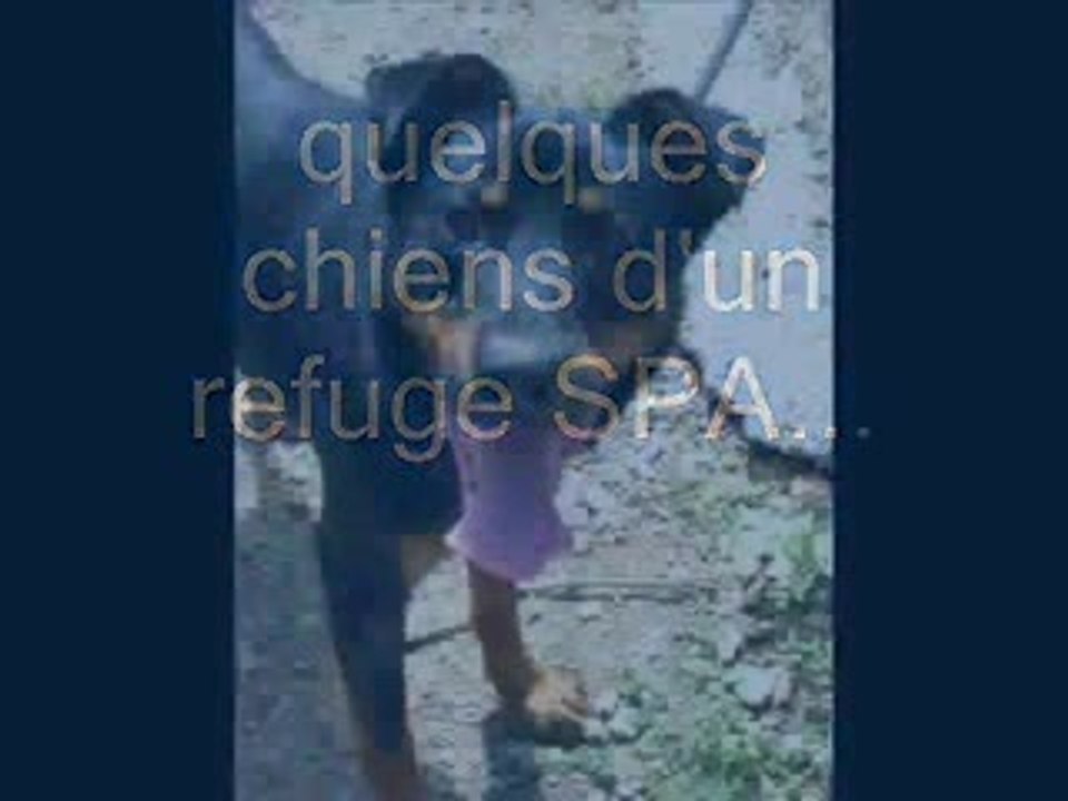 chiens de la SPA