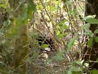 Emergenza Levagnole (Mondragone CE )