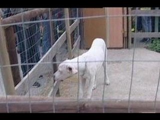 Scampia (NA) - Sequestro di cani da combattimento ai clan