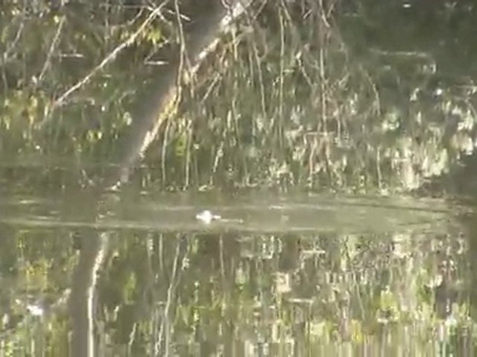 La carpe et le pain ...