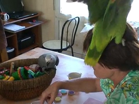 Calipsa mon gris du gabon reconnait trois couleurs