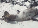 Otaries des Galapagos
