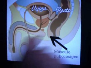 Eyaculacion Precoz la MENTIRA de kegel