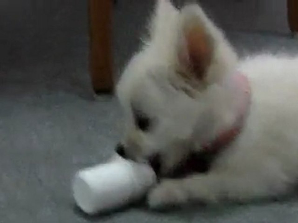 mpempa-greek-pomeranian