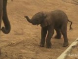 New Elephant Calf Born at the San Diego Zoo Safari Park