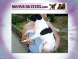 Mange Busters | Dogs with Mange | Home Remedy Dogs with ...