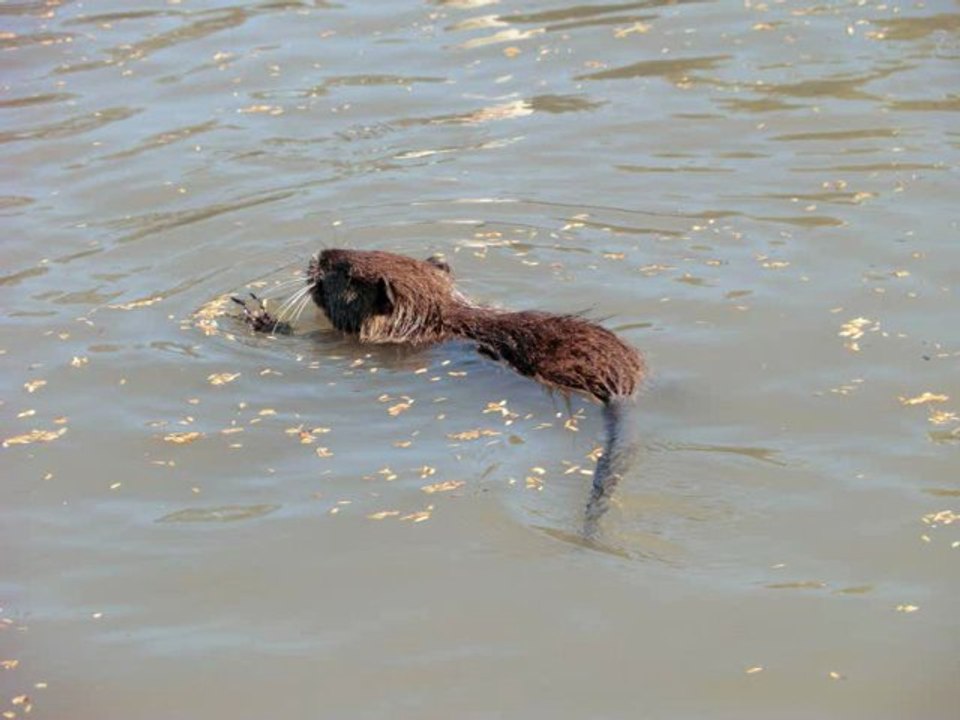 In der Camargue_0001