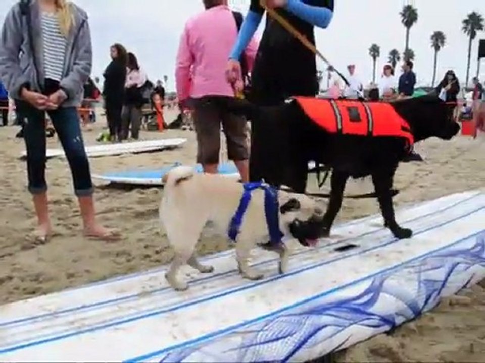 Même les chiens ont leur championnat de surf. C'est en Californie, le "Surf City Surf Dog" réunit chaque année des surfeurs à quatre pattes