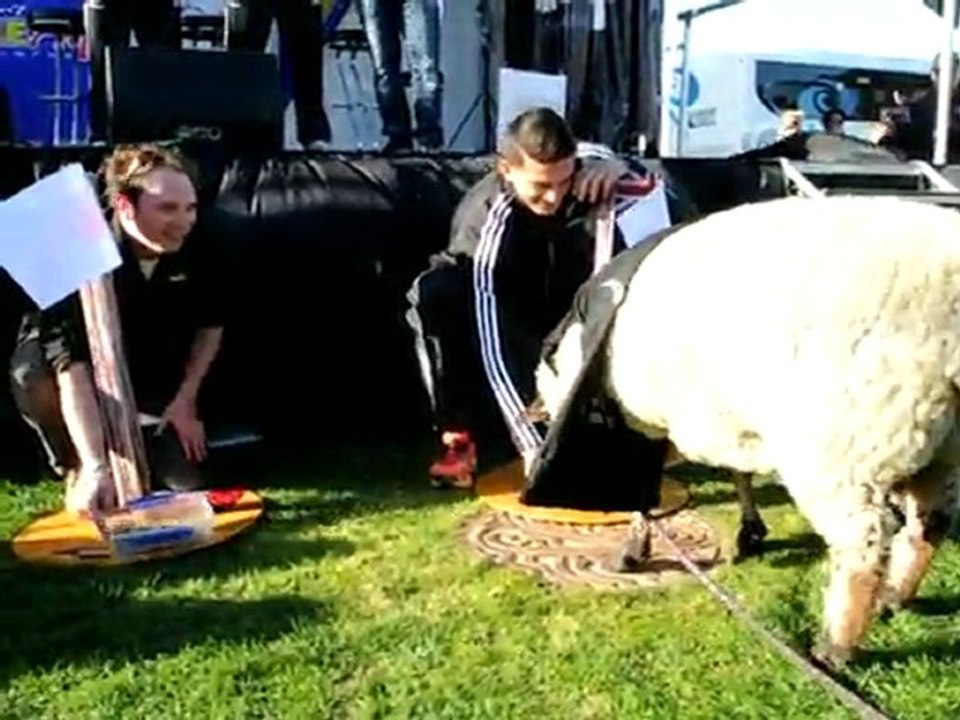 Pauls Nachfolger: Schaf-Orakel zur Rugby-WM