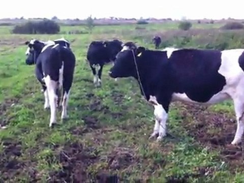 HAZER EMLAK TEL: 0546 851 6657 SERTİFİKALI GEBE DÜVE SATIŞI 2011 FİYATLARI