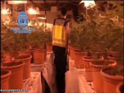 Desmantelan 3 plantaciones de marihuana en Barcelona