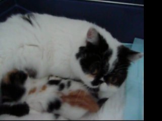 CHATONS ODYSSEE PERSE