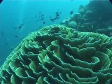 Safari plongée aux Philippines (Visayas) avec Abyss Divers